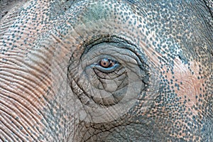 Old elephant eye detail macro