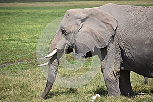 Old Elephant Wades in Marsh