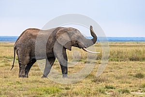 An old elephant walking in the savannah