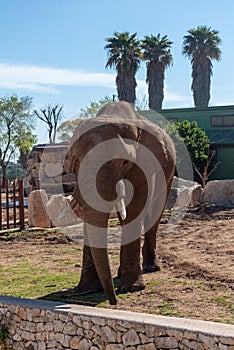 Old Elephant Walking At The Zoo In A Sunny Day