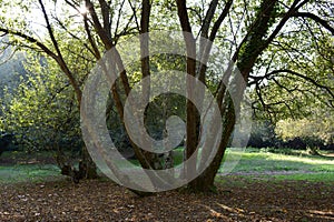 Old and big Elm tree