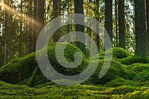 Old Elvish forest with green moss covering the floor