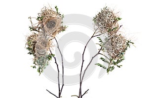 Old empty brown bird nest on dry tree branch. Studio shot isolated on white