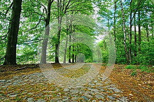 Old empty cobblestone forest road between tall trees with fresh and young foliage on a cloudy day. Sunny cloudy morning nature
