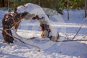 old empty tree in snow - winter forest. Tree trunk empty inside in vivo. Hollow in the trunk of a fallen tree photo