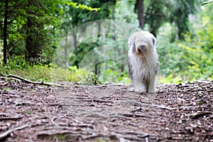 An old engish sheepdog in the wood