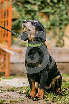 Old English black and tan cocker spaniel looking up