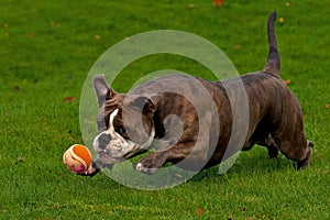 Old English Bulldog attacks a ball