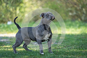 old english bulldog female blue well trained