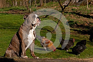 Old English Bulldog guardes chickens against predators