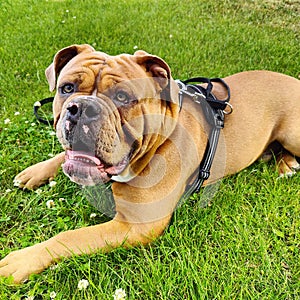 Old English bulldog Melvin