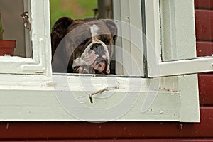 Old English Bulldog sits in a window