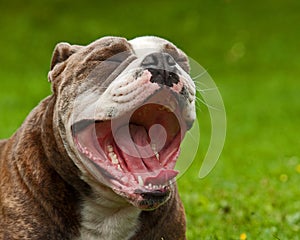 Old English Bulldog yawning