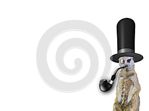 Old english concept a funny elegant meerkat wearing a high hat and smoking the pipe isolated on a white background