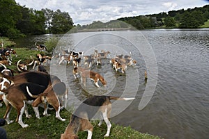 Old English Foxhounds cooling off in a lake.