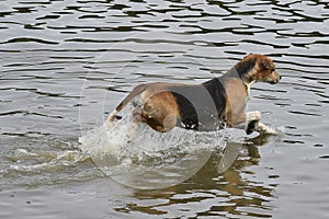An Old English Foxhounds cooling off in a lake.