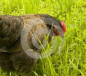 Old english game bantam hen photo