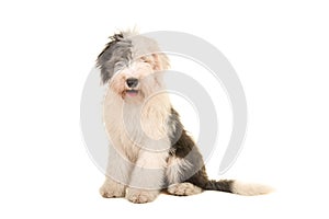 Old english sheep dog young adult sitting and facing the camera