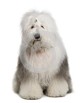 Old English Sheepdog, 1 Year old, sitting