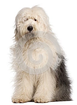 Old English Sheepdog, 2 and a half years old