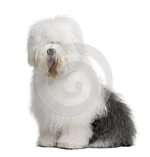 Old English Sheepdog, 3 Years old, sitting