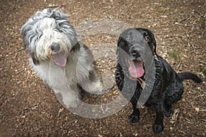 Old english sheepdog and a black labrador looking upwards towards the camera