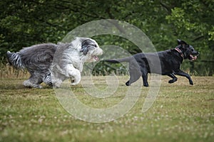 Old English Sheepdog chasing his friend a Black Labrador