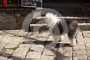 Old english sheepdog on the china lijiang street