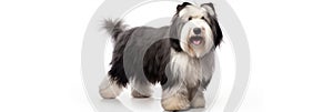 Old English Sheepdog Dog Stands On A White Background