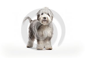 Old English Sheepdog Dog Stands On A White Background