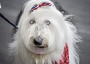 Old English Sheepdog on Fourth of July