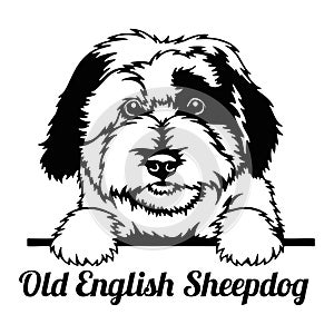 Old English Sheepdog Peeking Dog - head isolated on white