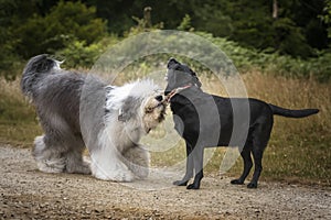 Old english sheepdog playing with his friend a black labrador