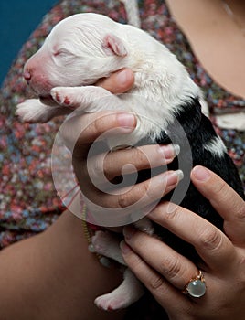 Old English Sheepdog puppy