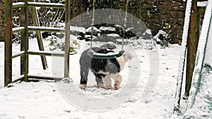 Old English Sheepdog puppy chews a swing in snow