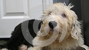 Old English Sheepdog puppy drinks from water bowl