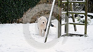 Old English Sheepdog puppy explores in heavy snow