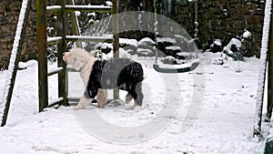 Old English Sheepdog puppy explores a snowy garden