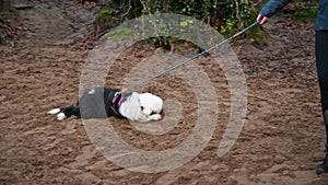Old English Sheepdog puppy on leash rolls on sand