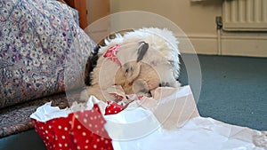 Old English Sheepdog puppy plays with Christmas wrapping paper