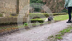 Old English Sheepdog puppy plays in a muddy puddle