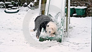 Old English Sheepdog puppy plays on snowy slide