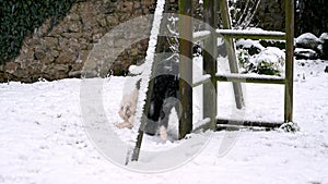 Old English Sheepdog puppy plays with stick in snow