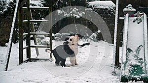 Old English Sheepdog puppy plays with swing in snow