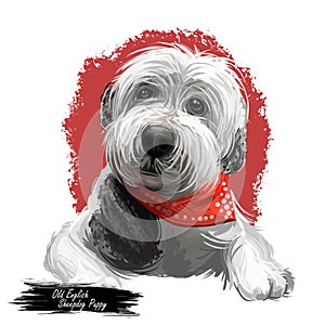 Old English sheepdog puppy wearing handkerchief digital art