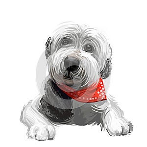 Old English sheepdog puppy wearing handkerchief digital art