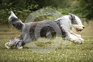 Old English Sheepdog running left to right at full stretch
