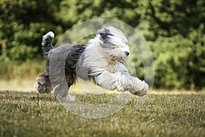 Old English Sheepdog running left to right and looking at the camera