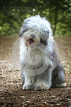 Old English Sheepdog sitting with a head tilt looking at the camera