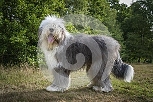 Old English Sheepdog standing in a field looking at the camera